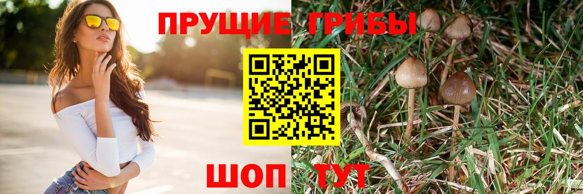 Псилоцибиновые грибы GOLDEN TEACHER Клинцы